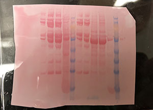 western blot
